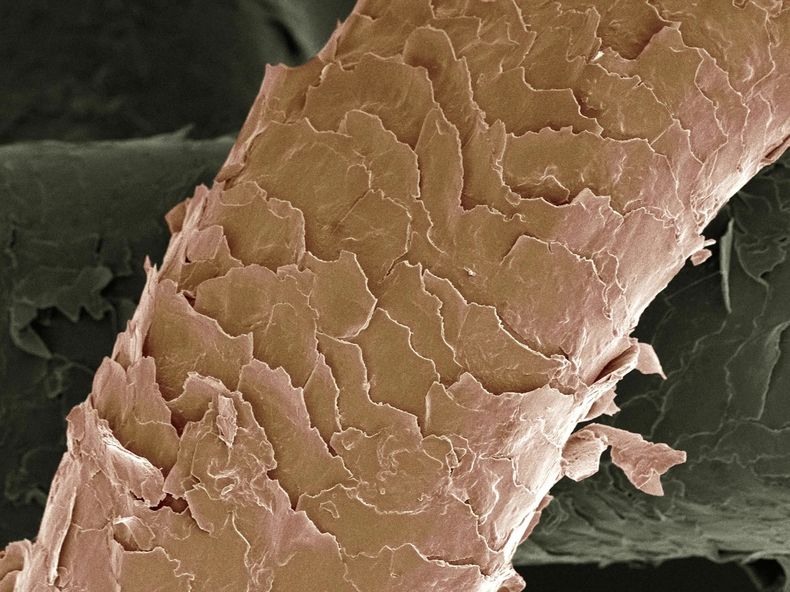 Photo of a hair strand with the cuticle damaged